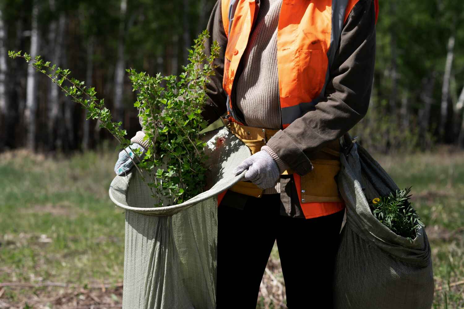 Best Large Tree Removal  in USA